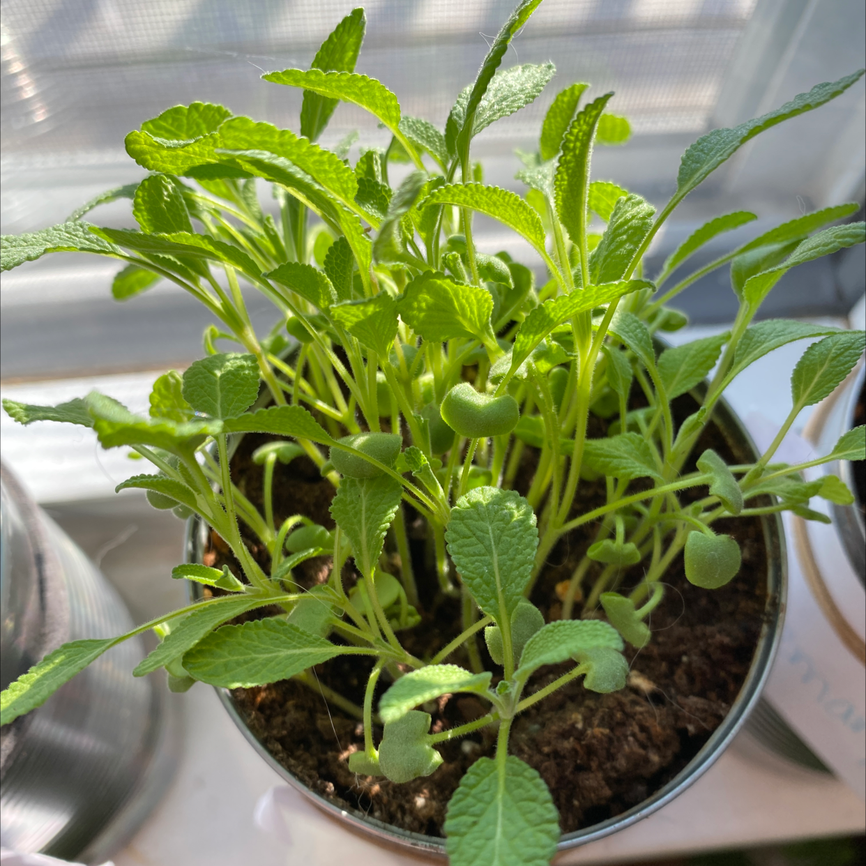 Healthy Common Sage plant in a pot with green leaves and visible soil.
