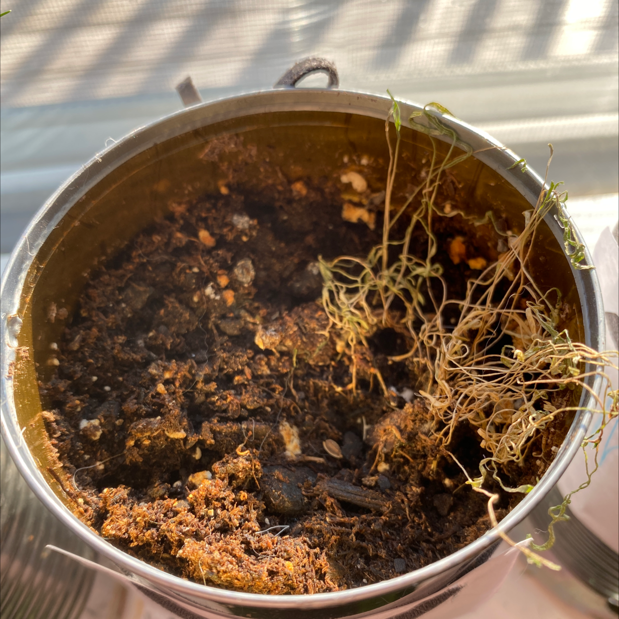 A potted Dill plant with significant wilting and dry soil.