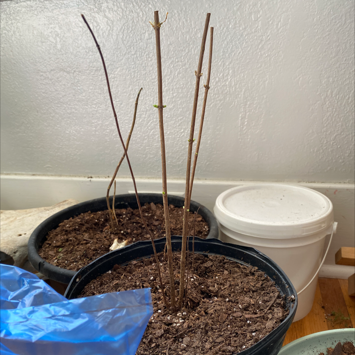 Potted Panicle Hydrangea with bare stems and visible soil indoors.