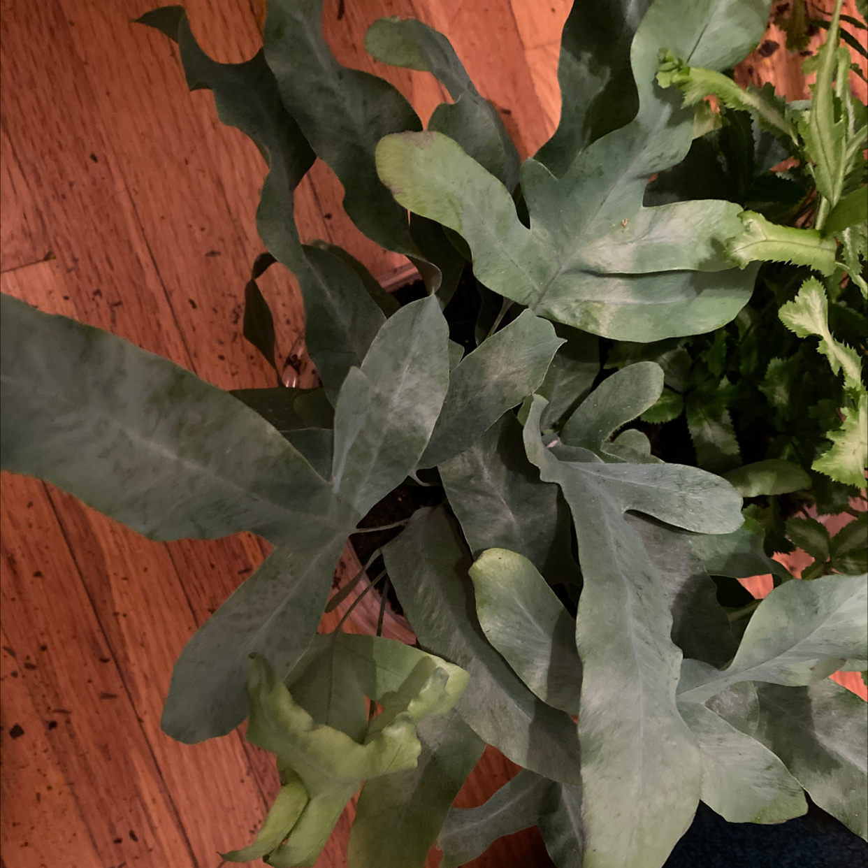 Blue Star Fern with blue-green fronds in a pot on a wooden floor.