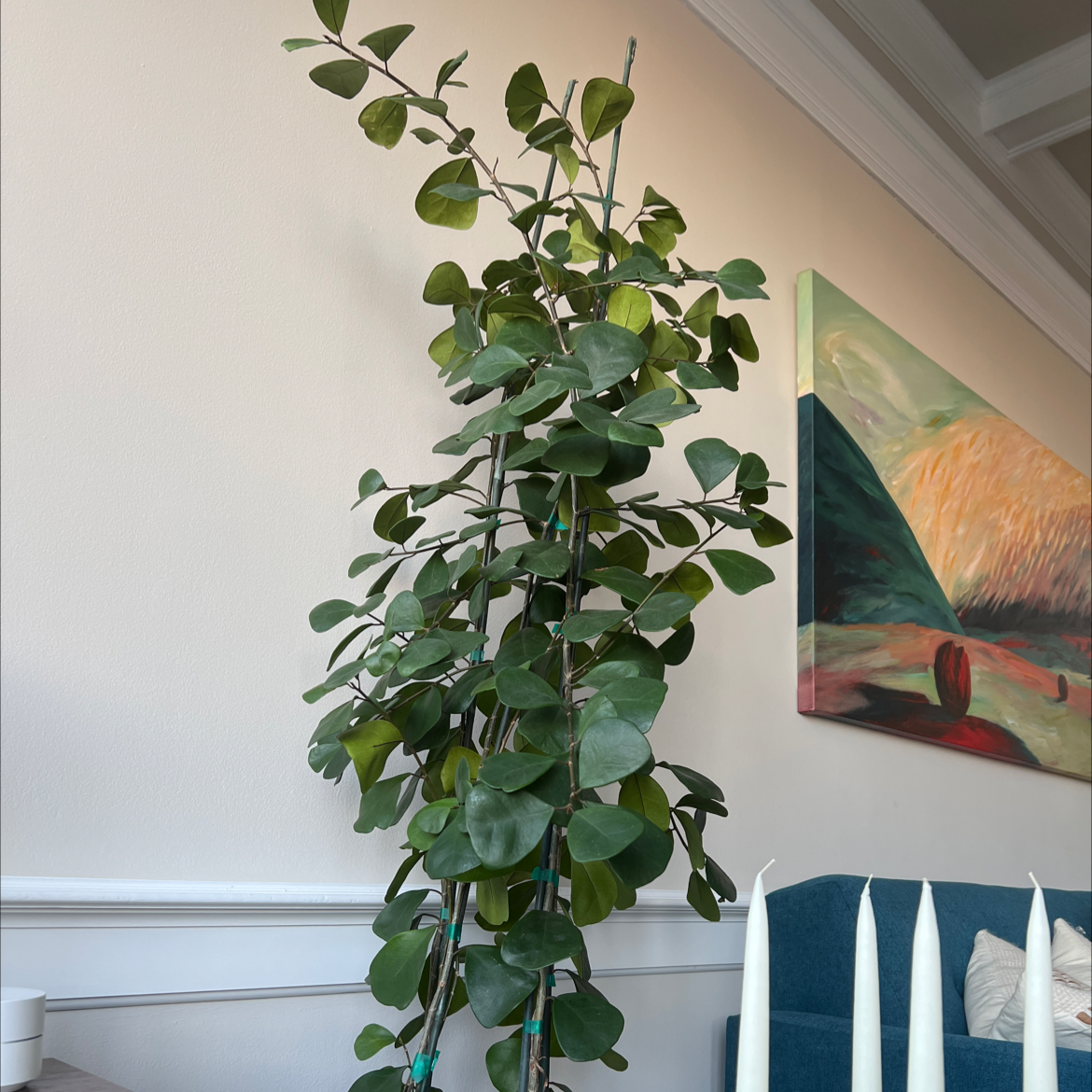 Ficus triangularis 'Variegata' plant with healthy green leaves, supported by stakes.