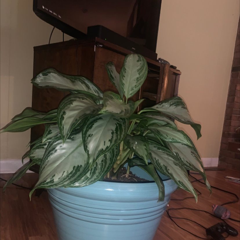 Chinese Evergreen plant photo by @PurelyDidelta named Terra on Greg, the plant care app.
