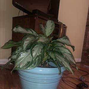 Chinese Evergreen plant photo by Purelydidelta named Terra on Greg, the plant care app.