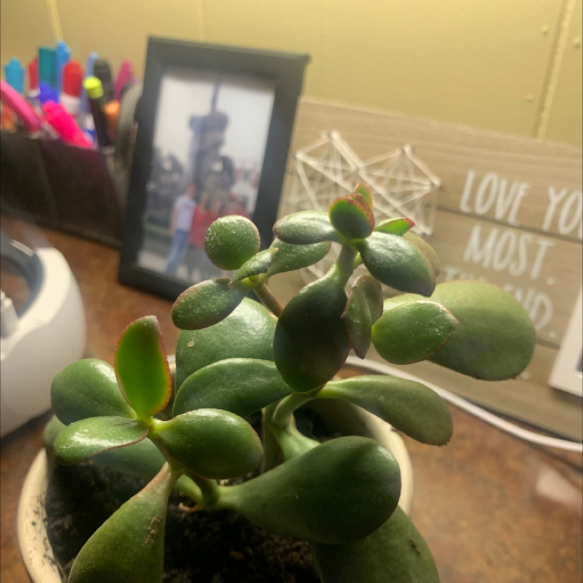 Jade plant photo by @PurelyDidelta named Your plant on Greg, the plant care app.