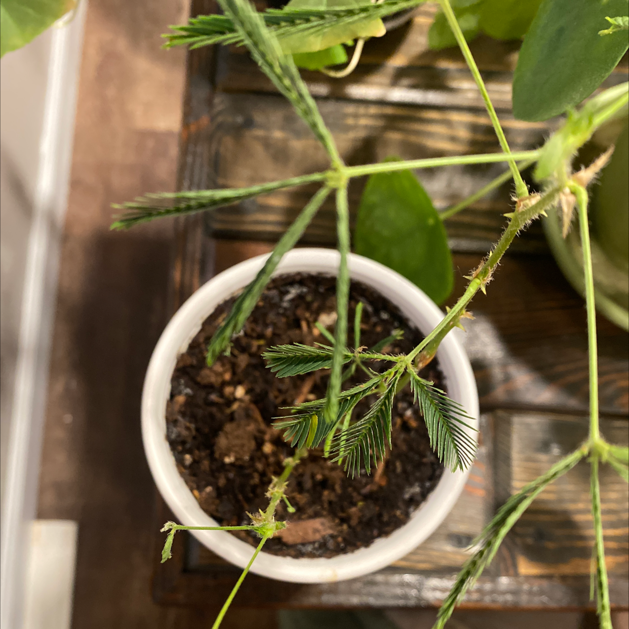 Sensitive Plant plant photo by @NeatRedbean named Pansie Plant on Greg, the plant care app.