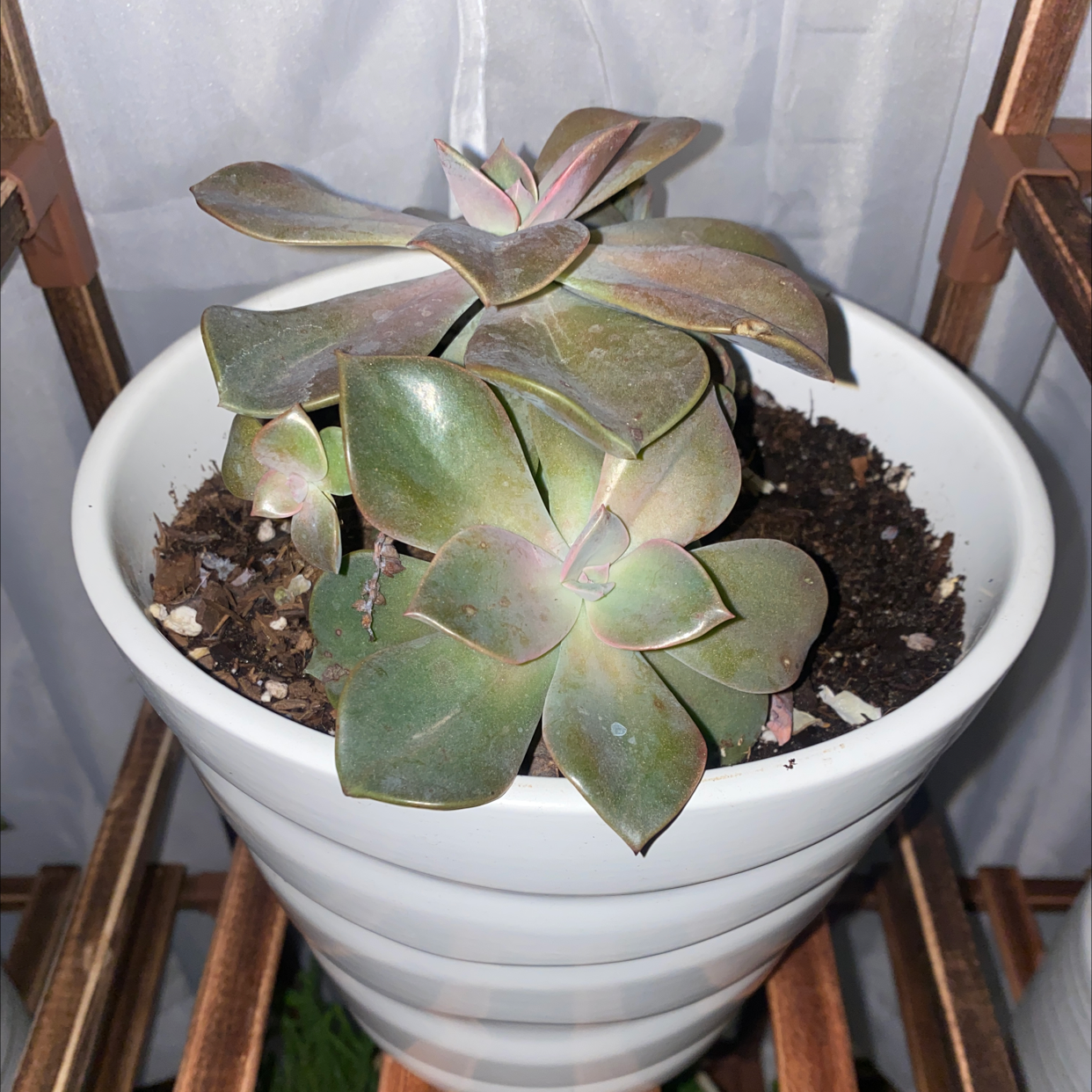 Potted Echeveria 'Morning Beauty' succulent with multiple rosettes in a white pot.