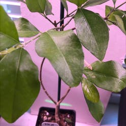 Barbados Cherry (English) plant