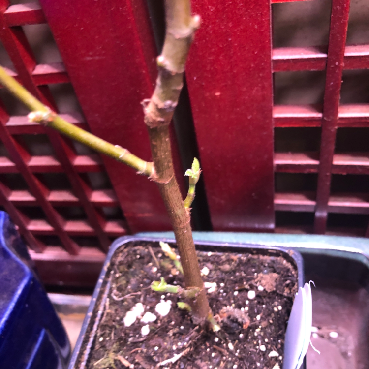 Photo of the plant species Negronne Fig by @Haydars2ndFarm named Pudding on Greg, the plant care app