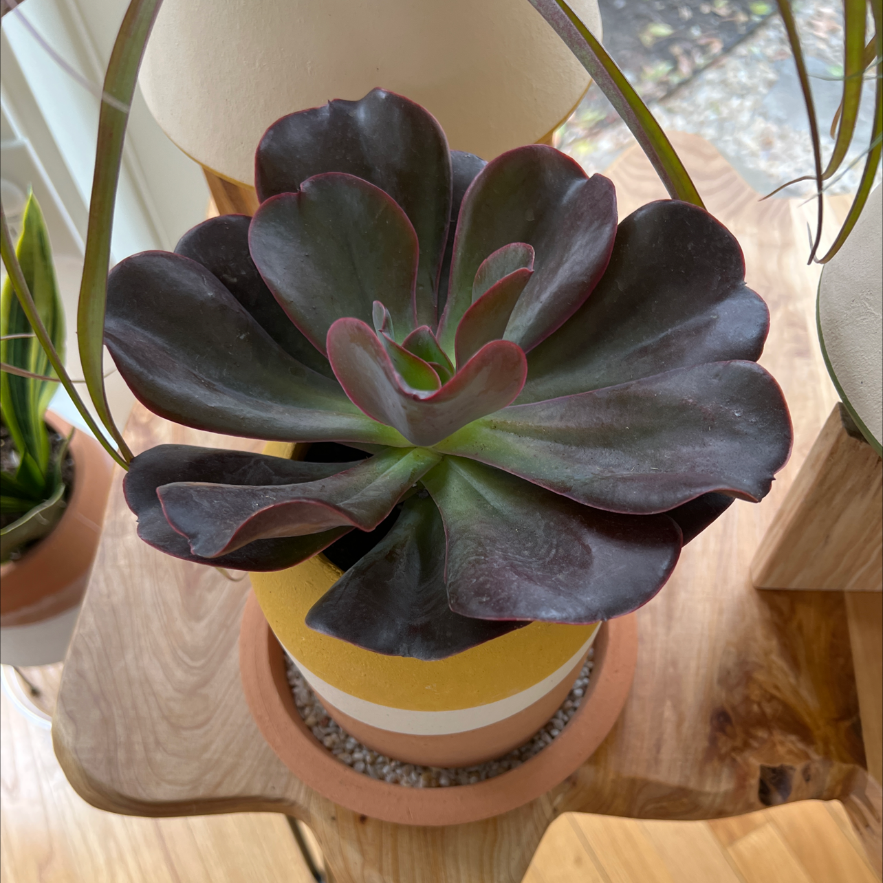 Photo of the plant species Giant Hens and Chicks by @CharliF73 named Ms. Rivera on Greg, the plant care app