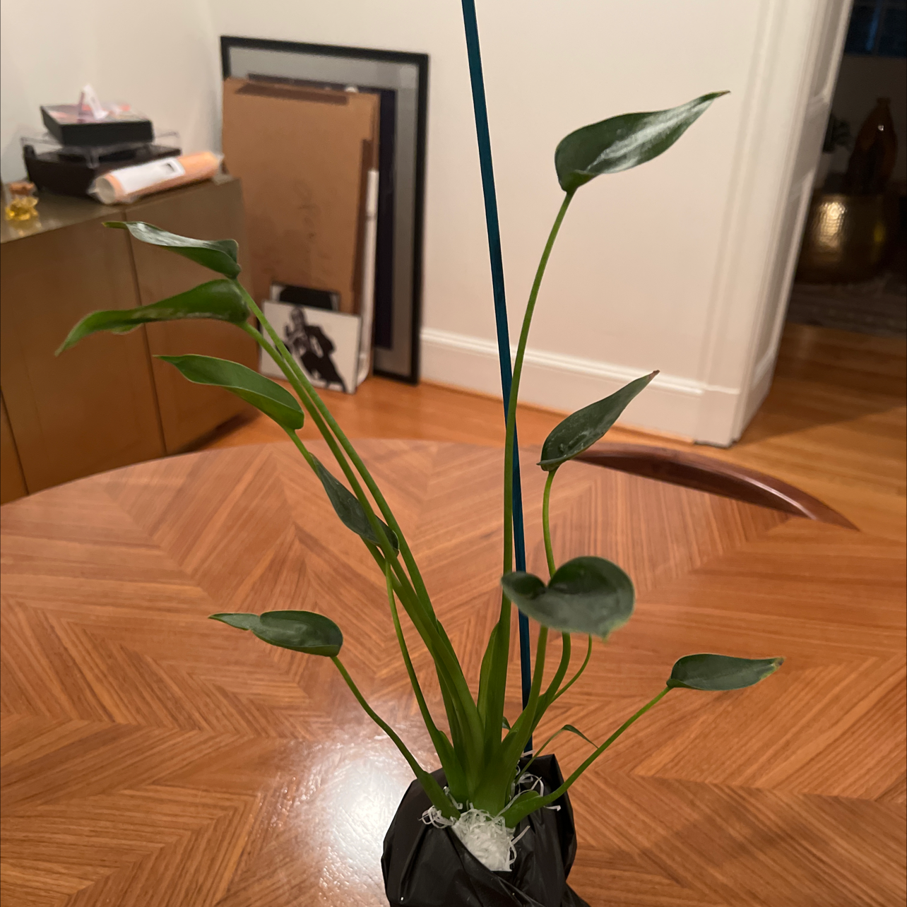 Indoor potted Tiny Dancer plant with long, slender green leaves on a wooden table.