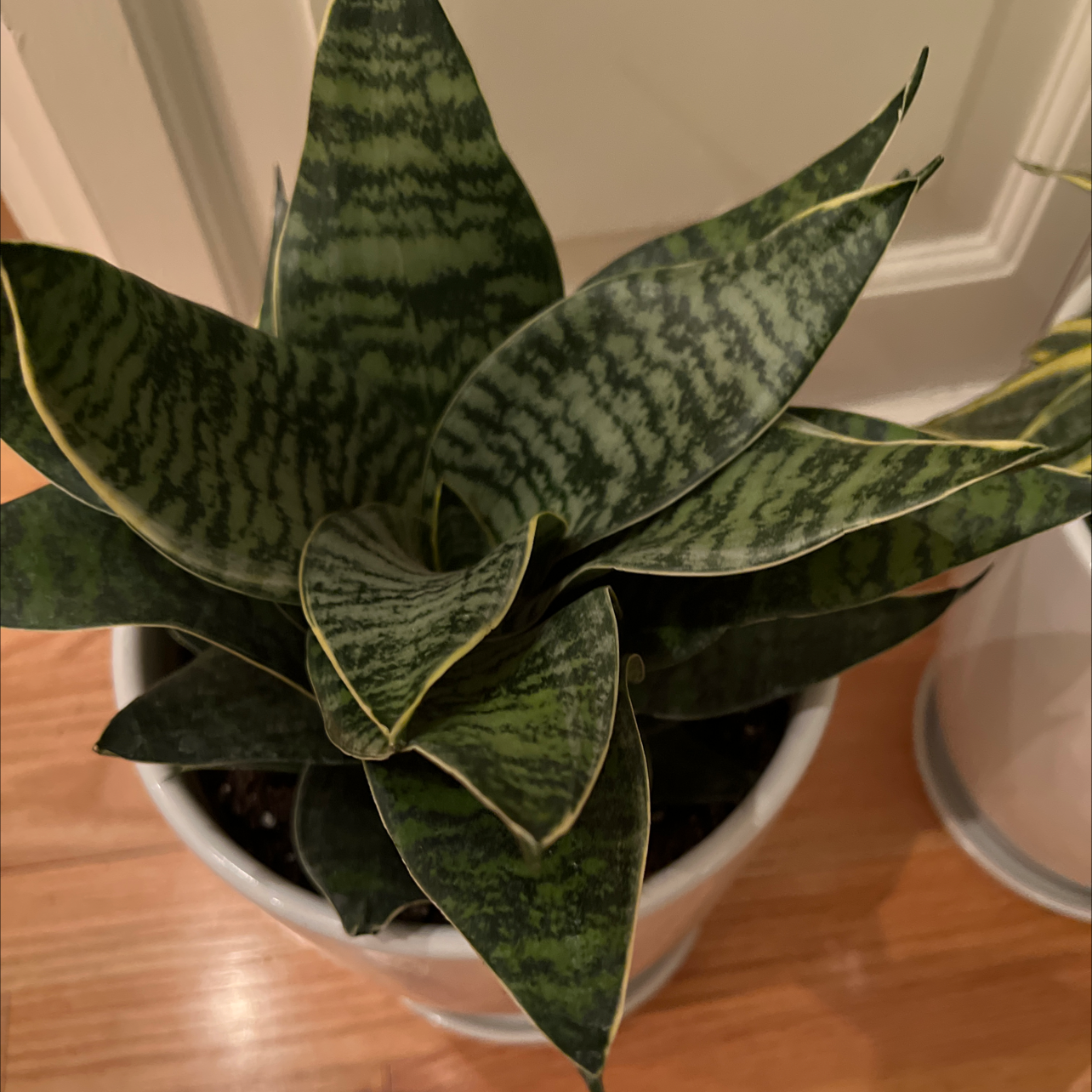 🌞 My Black Robusta Snake Plant's Light Requirements