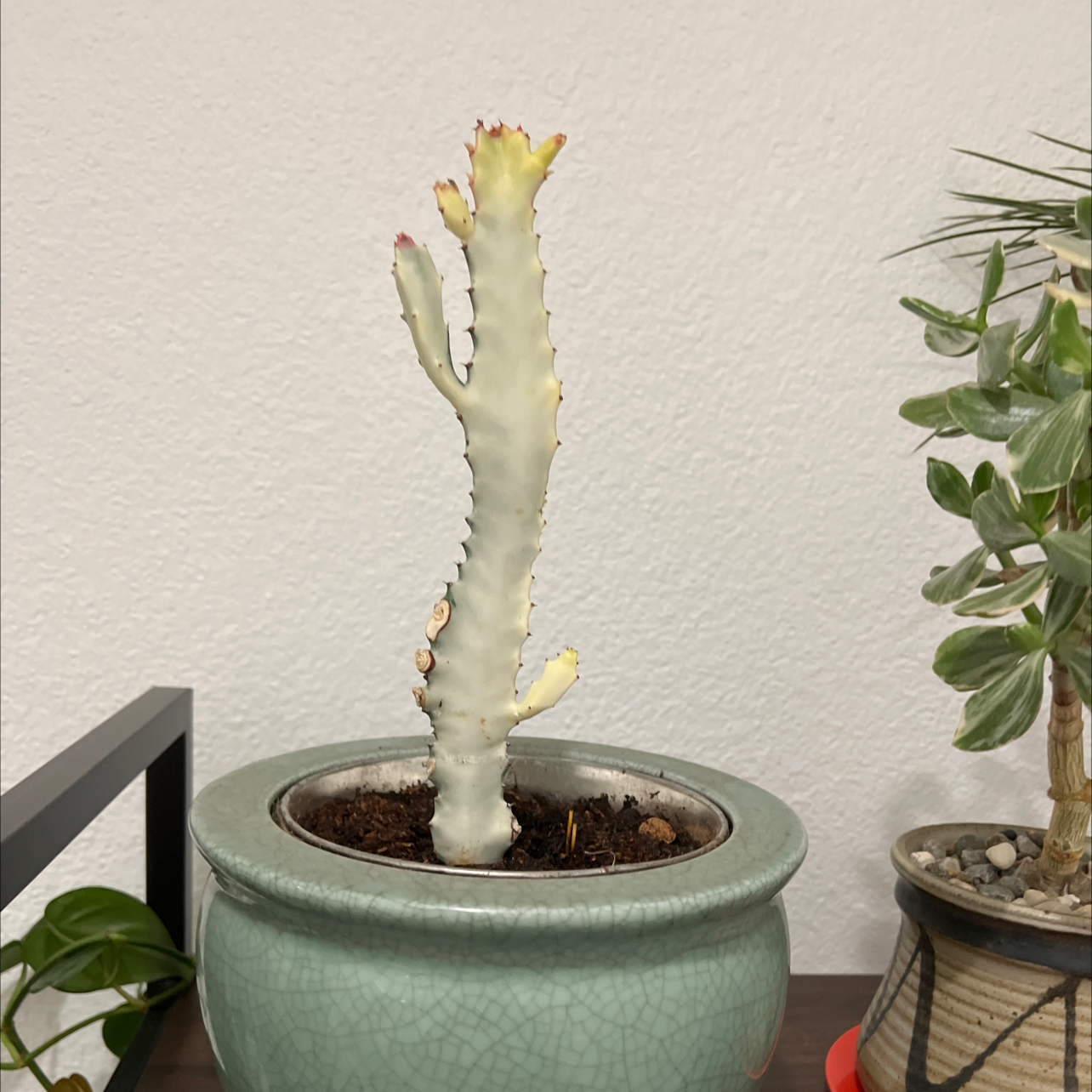 White Ghost Euphorbia uploaded to the Greg plant app by @YardCosmo