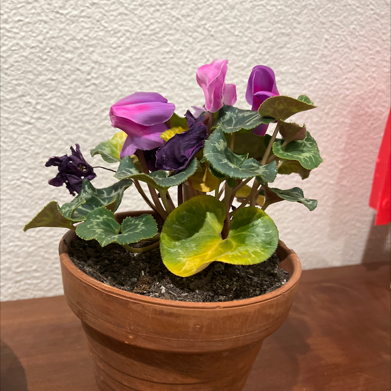 Persian Cyclamen plant photo by @YardCosmo named Cyclamen on Greg, the plant care app.