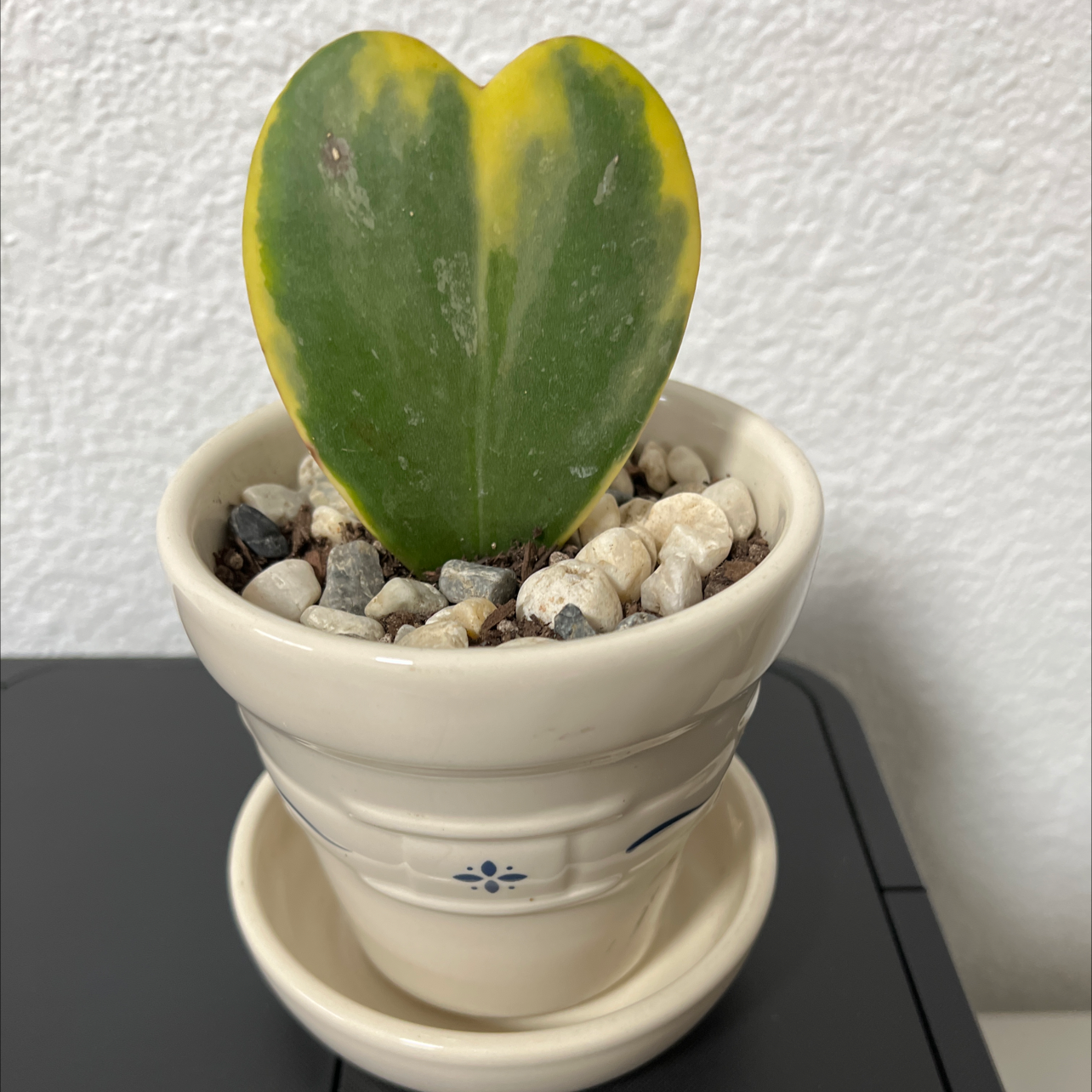 Variegated Heart Leaf Hoya in a white pot with pebbles, showing green and yellow variegation.