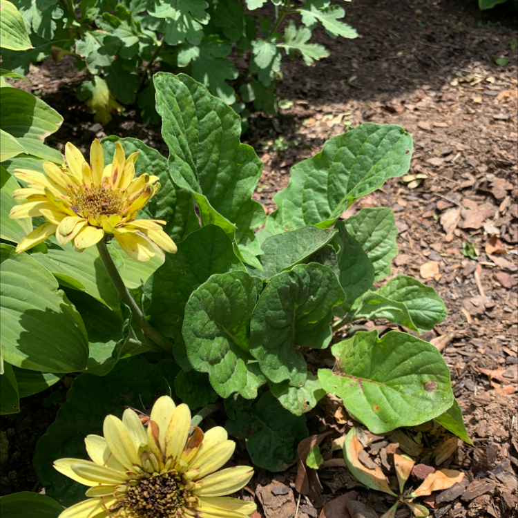 Photo of the plant species Deltoid Balsamroot by @HipSkunkvine named Your plant on Greg, the plant care app
