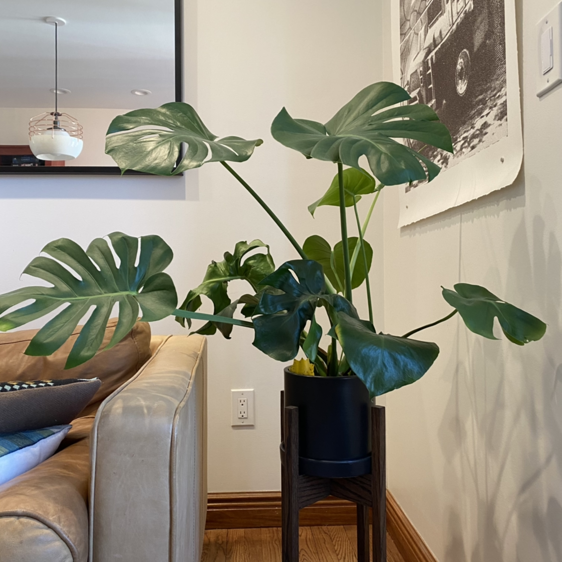 Monstera plant photo by @bdelanghe named Lola on Greg, the plant care app.