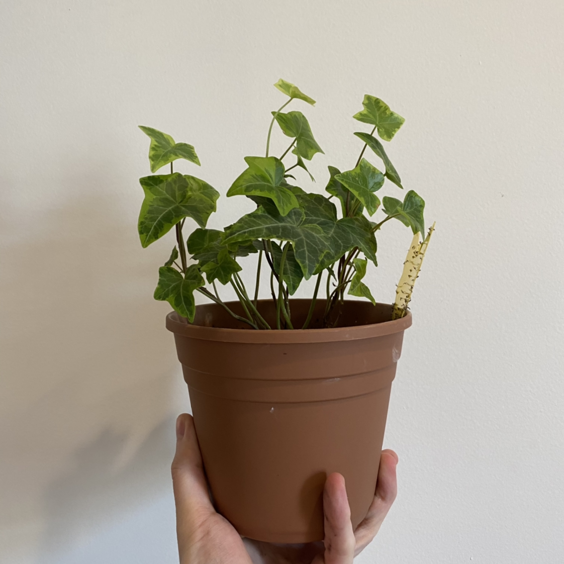 English Ivy plant photo by @bdelanghe named Aristotle on Greg, the plant care app.