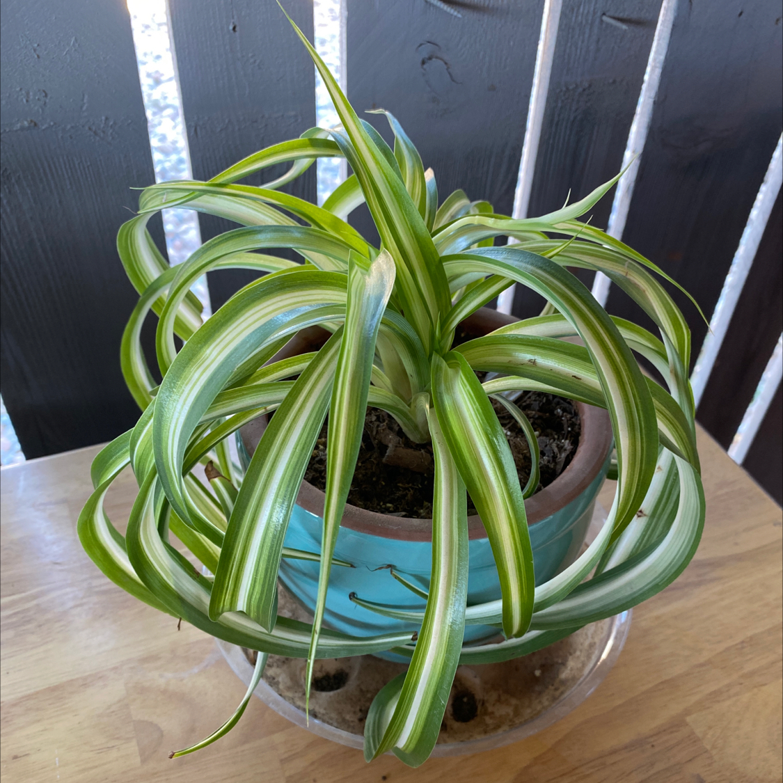 Spider Plant plant photo by @leiahbeiah named Bonnie on Greg, the plant care app.