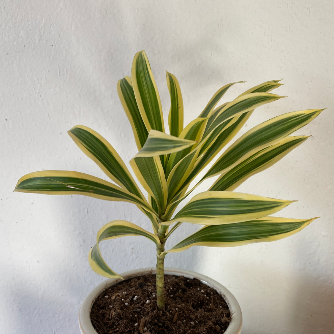Photo of the plant species Song of India by @leiahbeiah named Ritu on Greg, the plant care app