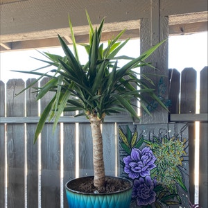 Yucca Gigantea plant photo by @leiahbeiah named Sideshow Bob on Greg, the plant care app.