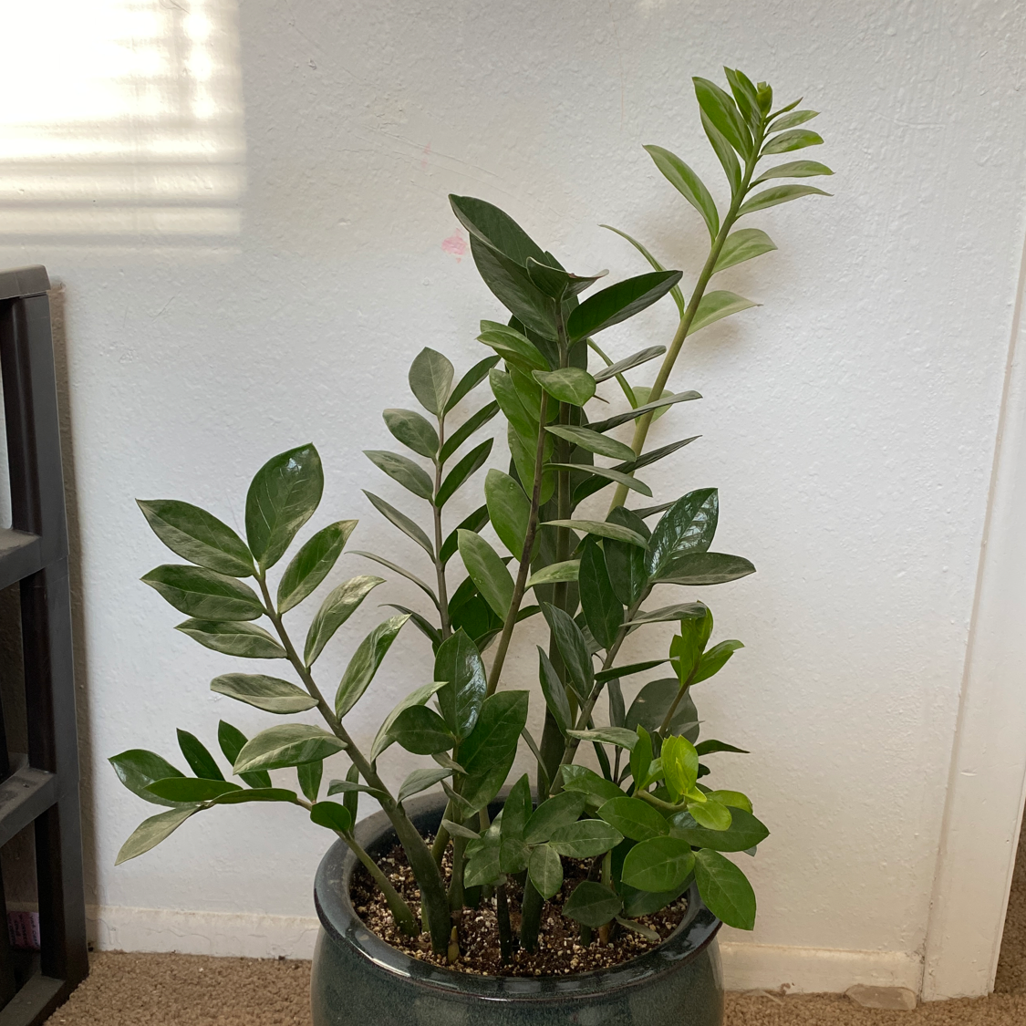Zamioculcas Zamiifolia plant photo by @leiahbeiah named ZZ F. Baby on Greg, the plant care app.