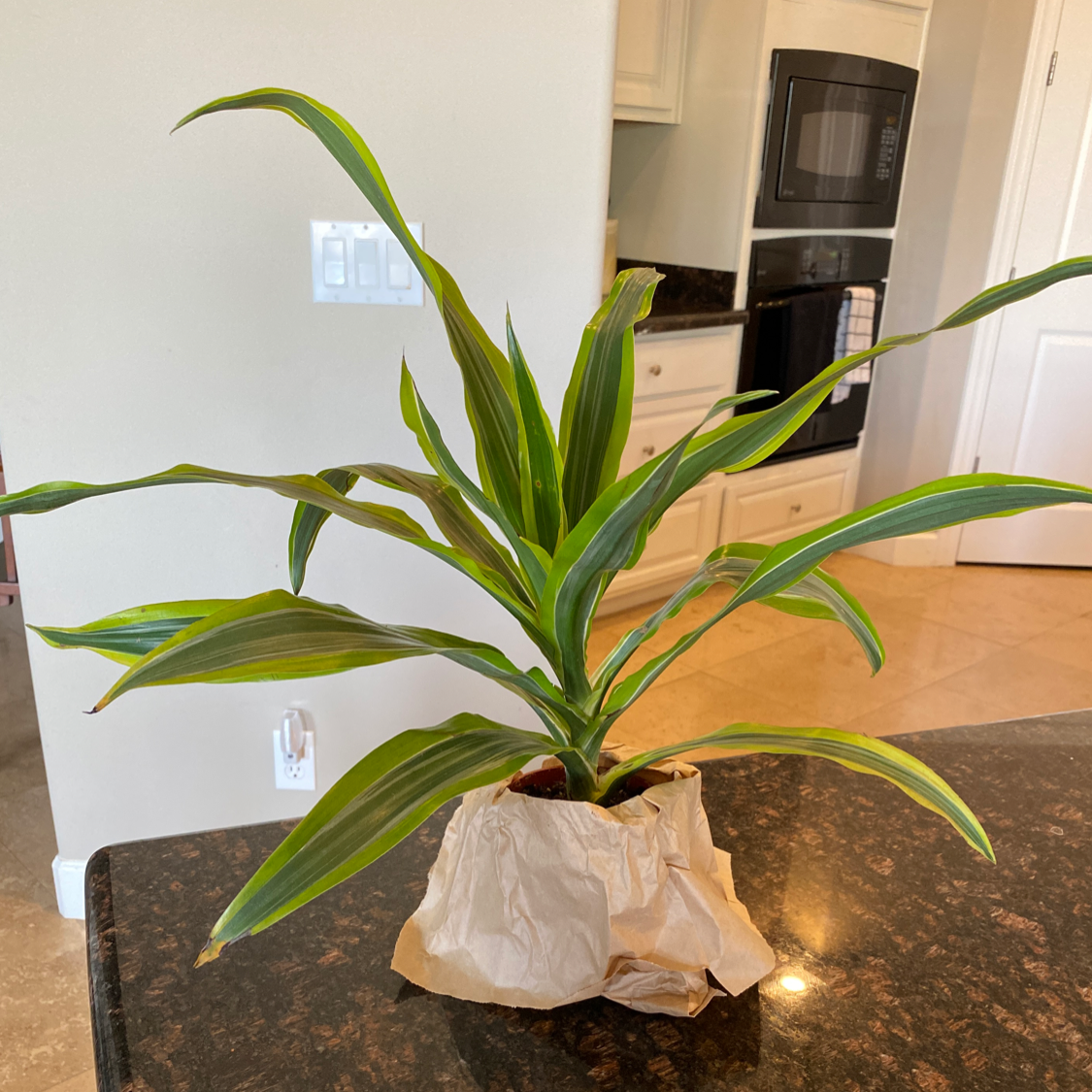 Dracaena 'Lemon Lime' plant on a kitchen counter with vibrant green and yellow-edged leaves.