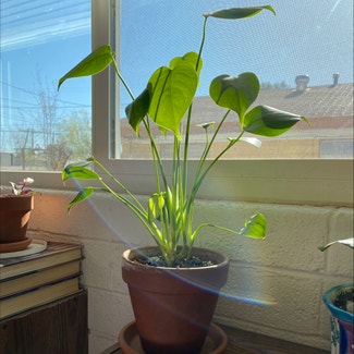 Monstera plant in Florence, Arizona