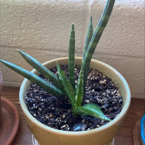 Cylindrical Snake Plant plant photo by Leiahbeiah named Stofee on Greg, the plant care app.