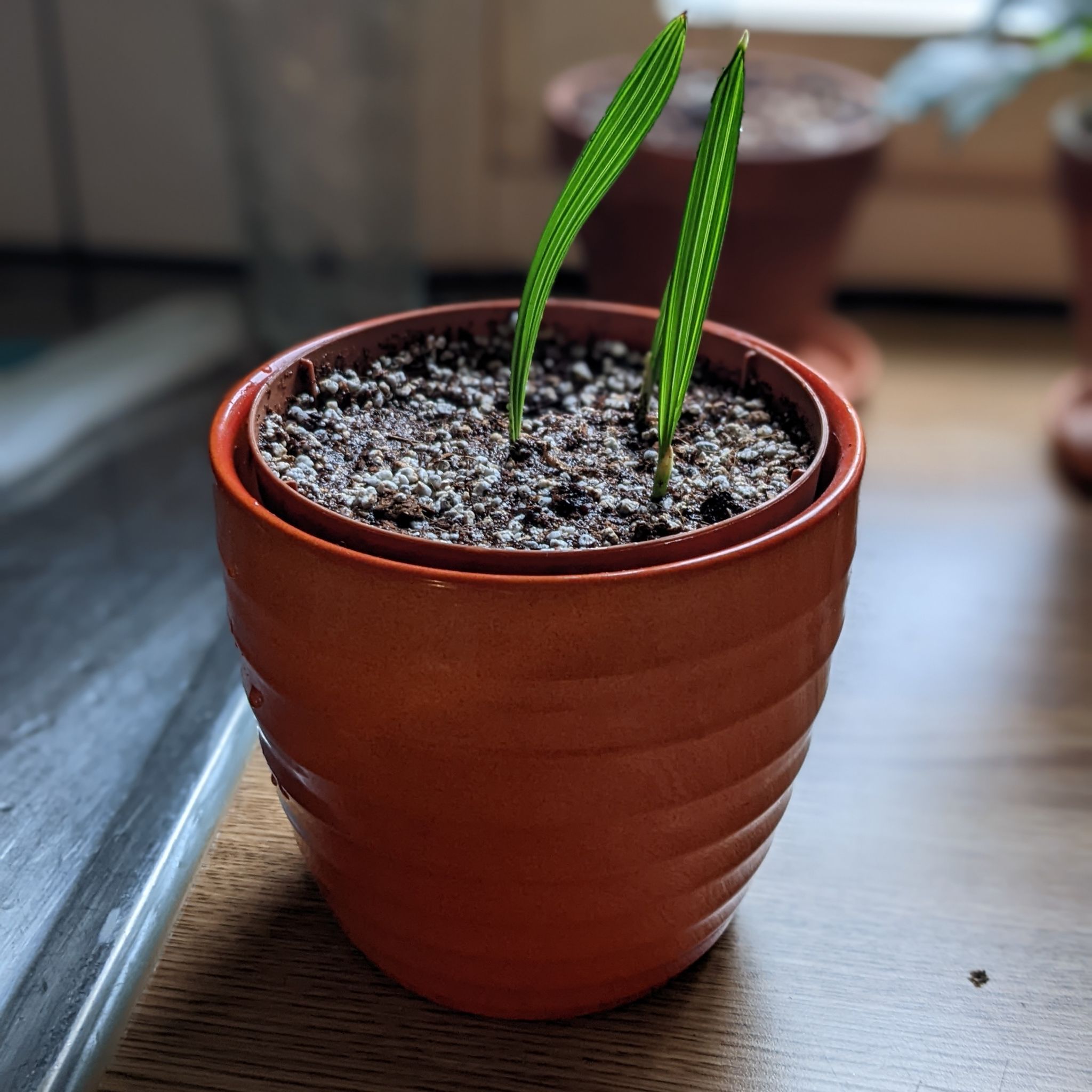 Young Date Palm plant in a terracotta pot with two green leaves.