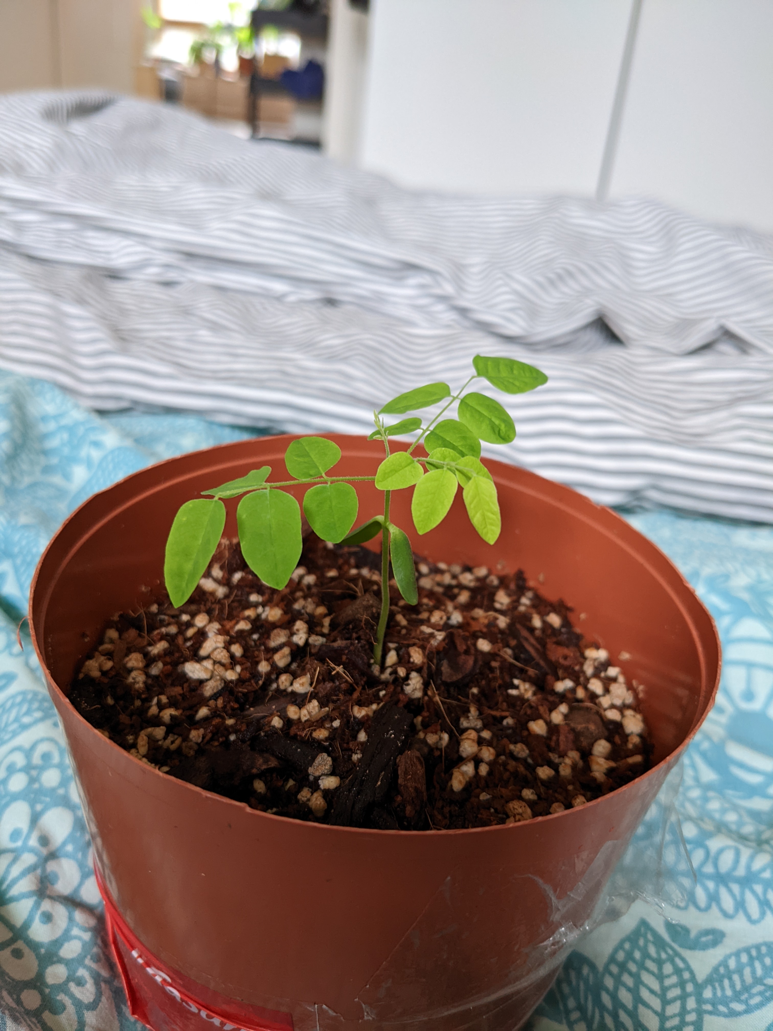 Young Black Locust plant in a pot with well-draining soil, background includes a bed with striped sheets.
