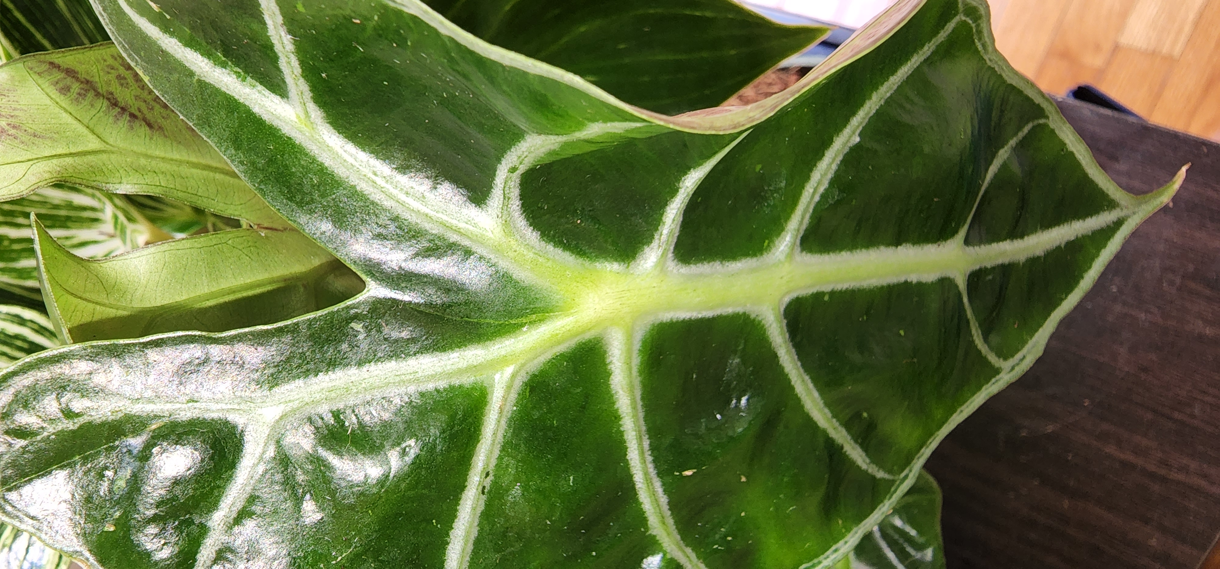 Close-up of a healthy Kris Plant leaf with dark green color and prominent white veins.