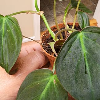 Philodendron Micans plant in Northampton, Massachusetts