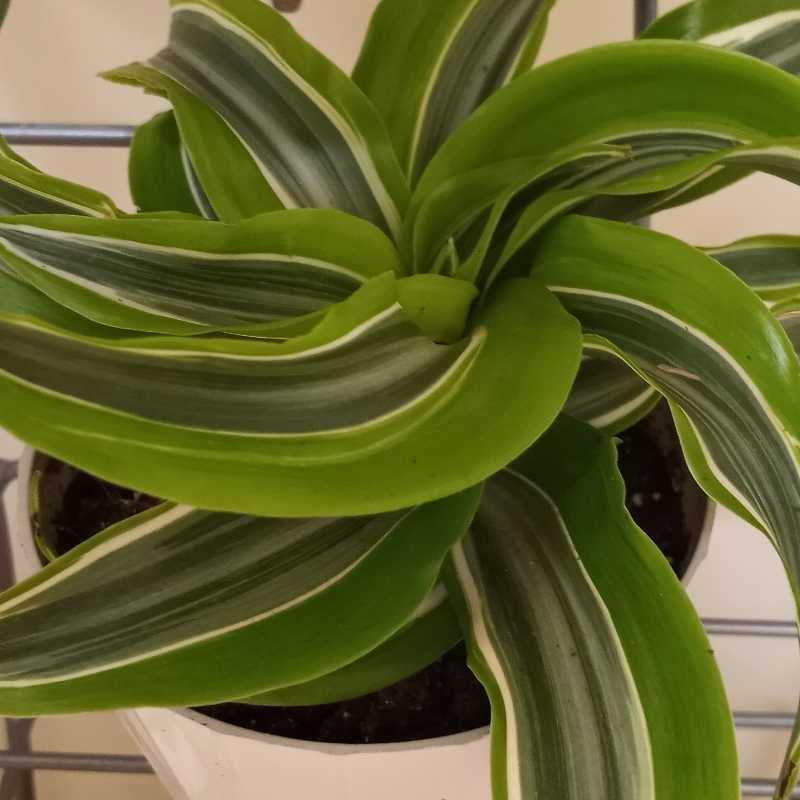 Dracaena 'Tornado' plant with vibrant green and white striped leaves in a pot.