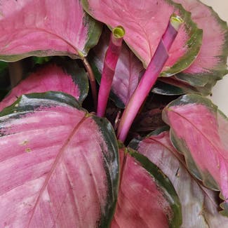 calathea rosy plant in Northampton, Massachusetts
