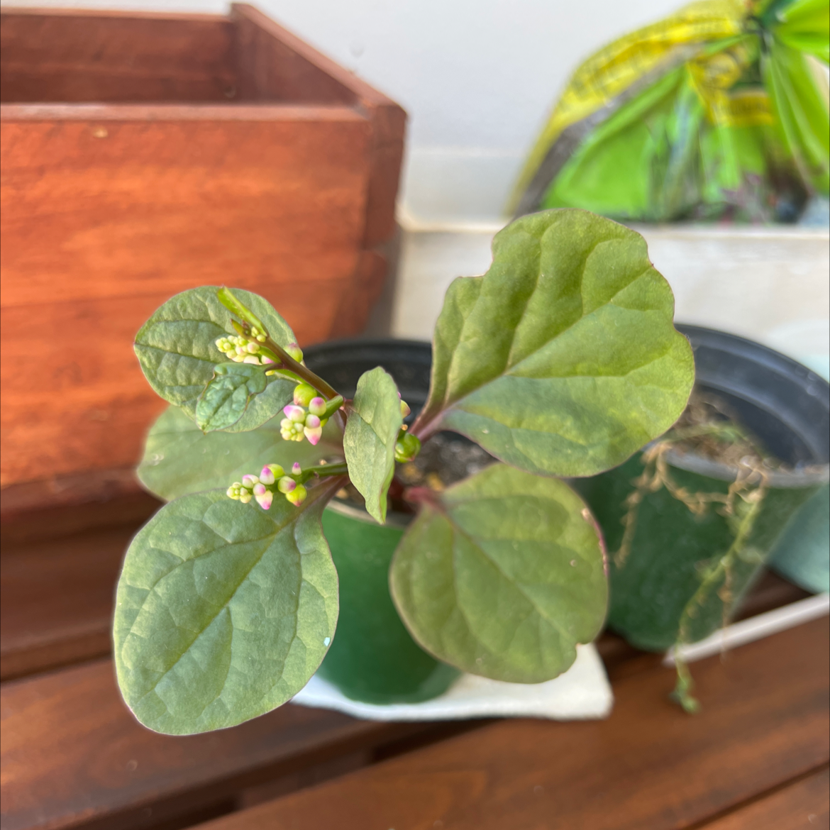 Malabar Spinach plant with green leaves and small flower buds in a pot.