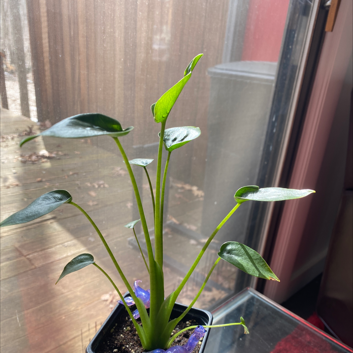 Image of a healthy Tiny Dancer plant in a pot with visible soil.