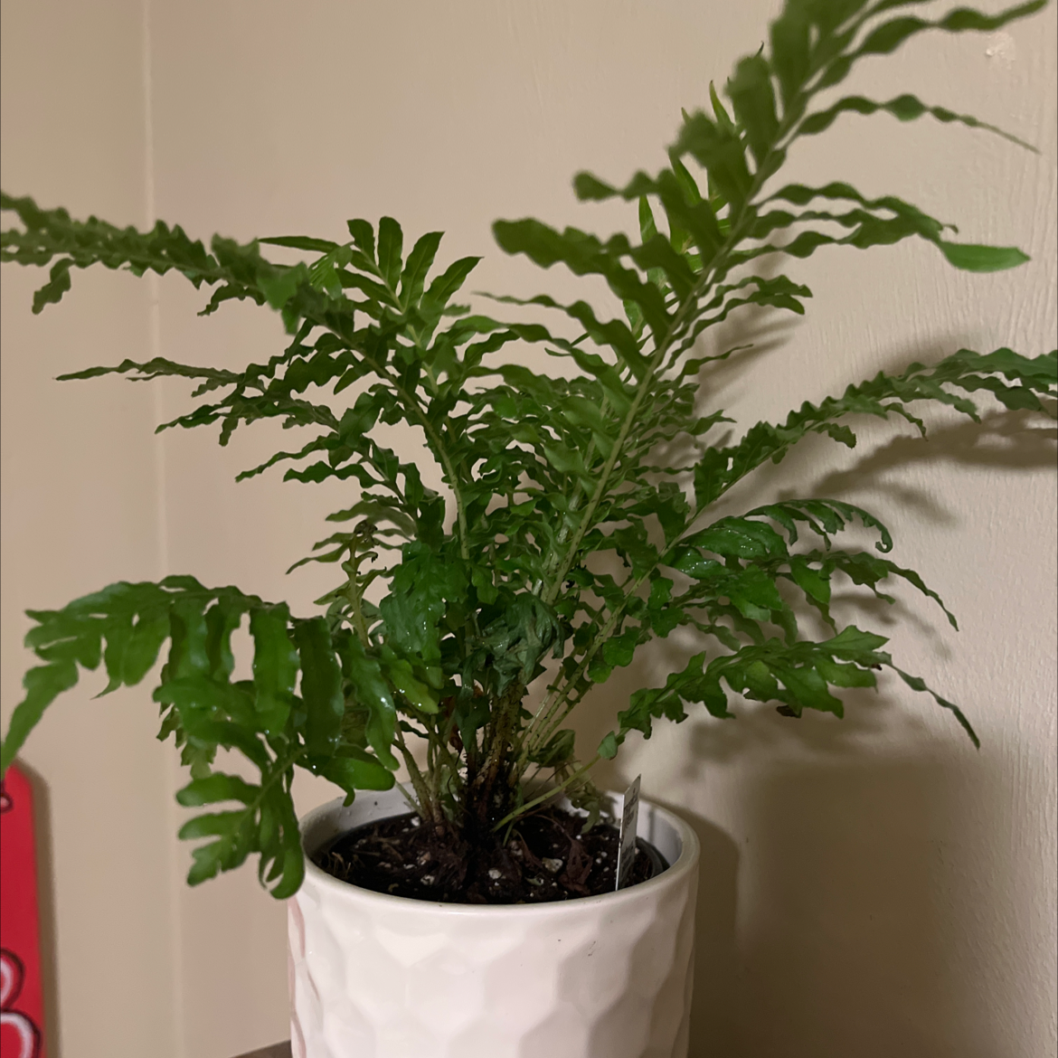 Photo of the plant species Diploblechnum fraseri by @UberHardhead named Piper on Greg, the plant care app