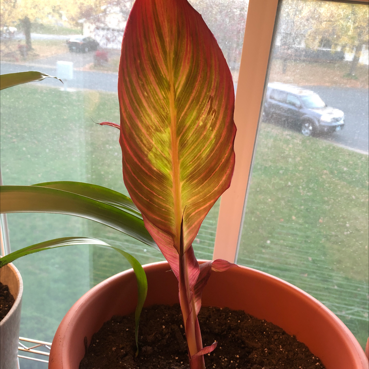 Healthy canna lily with vibrant red and yellow variegated leaves, situated in a brown pot in front of a window.