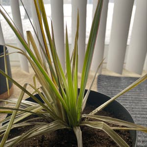 Spider Plant plant photo by @EclecticPomelo named Spidey on Greg, the plant care app.