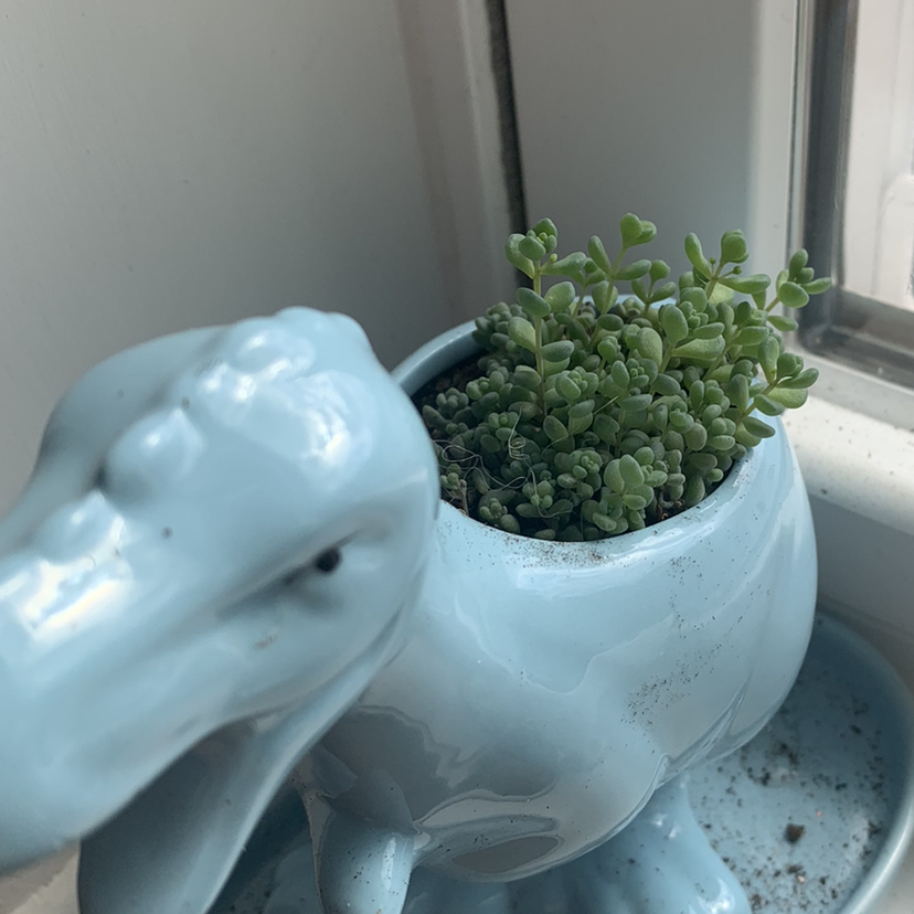 Corsican Stonecrop in a decorative animal-shaped pot on a windowsill.