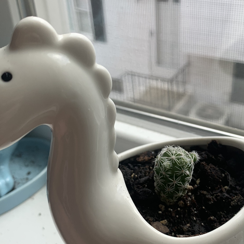 Thimble Cactus in a decorative pot on a windowsill, appears healthy.