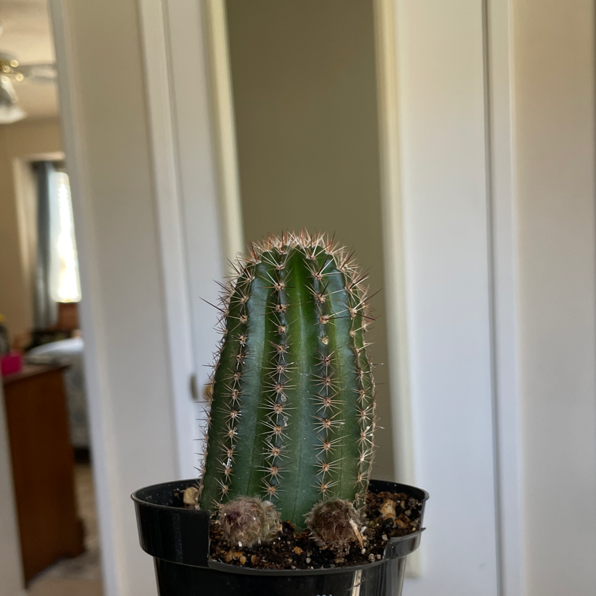 A healthy Hedge Cactus in a black pot, indoors.