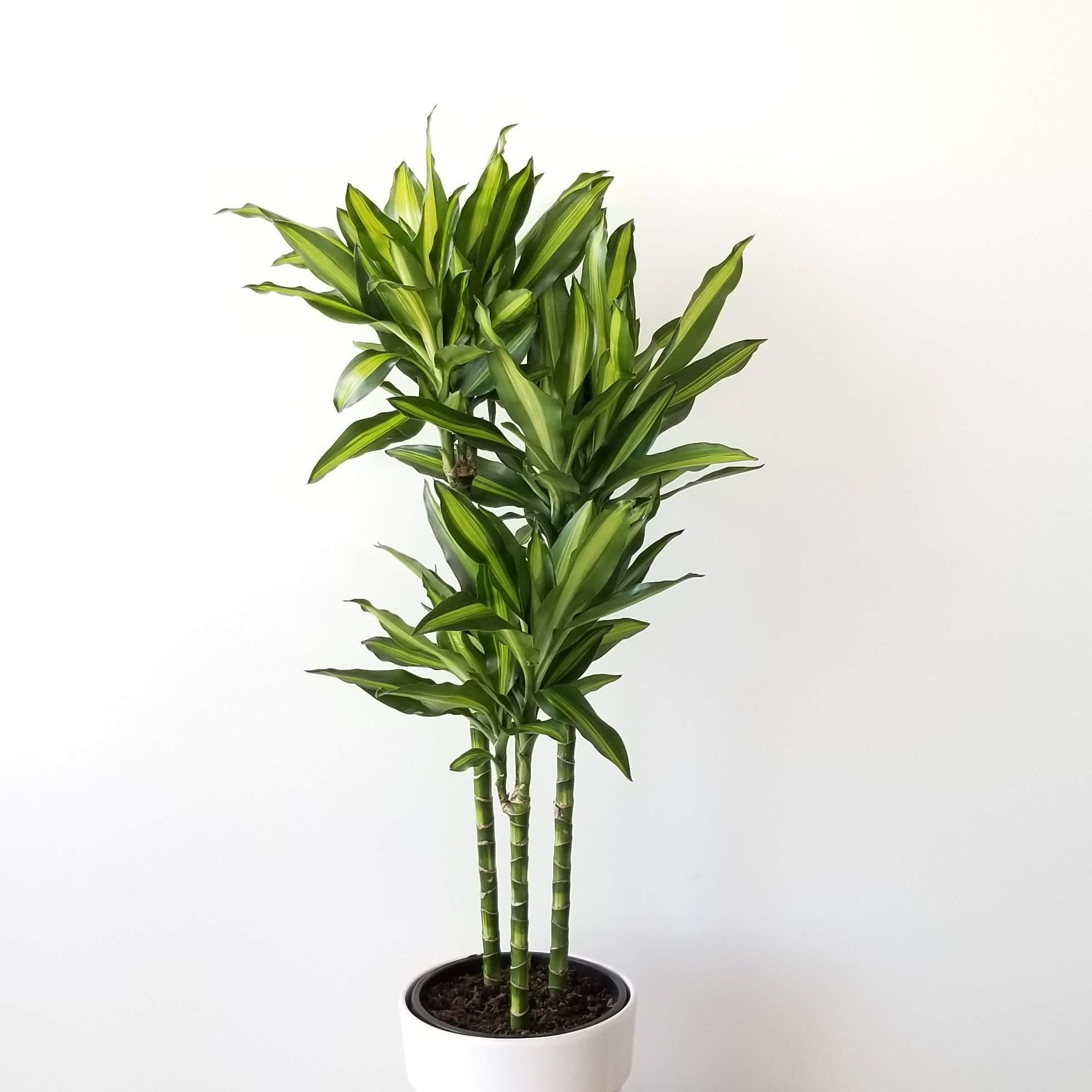 Dracena and ZuZu