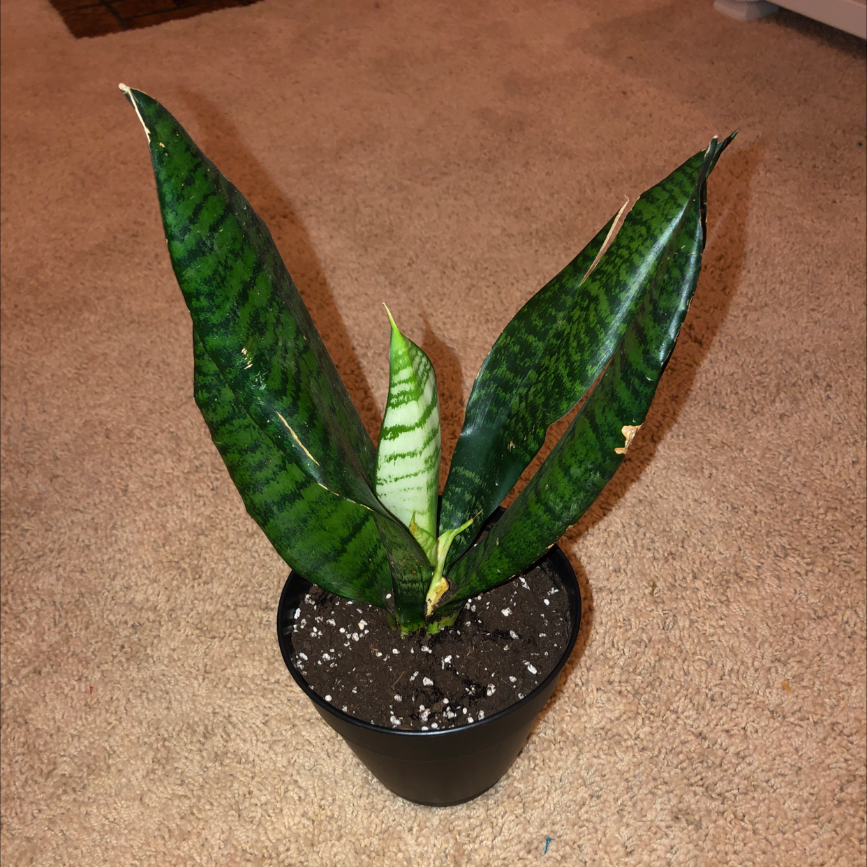 A healthy potted Croton 'Petra' plant with glossy, colorful variegated leaves in shades of green, yellow and red.