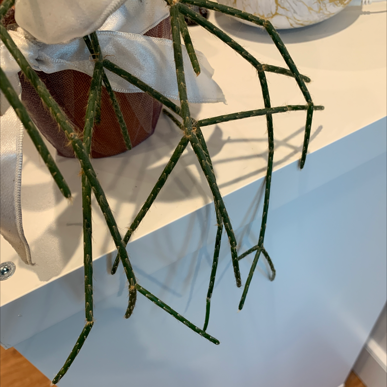 Hairy Stemmed Rhipsalis plant with thin, segmented stems in a decorative pot.