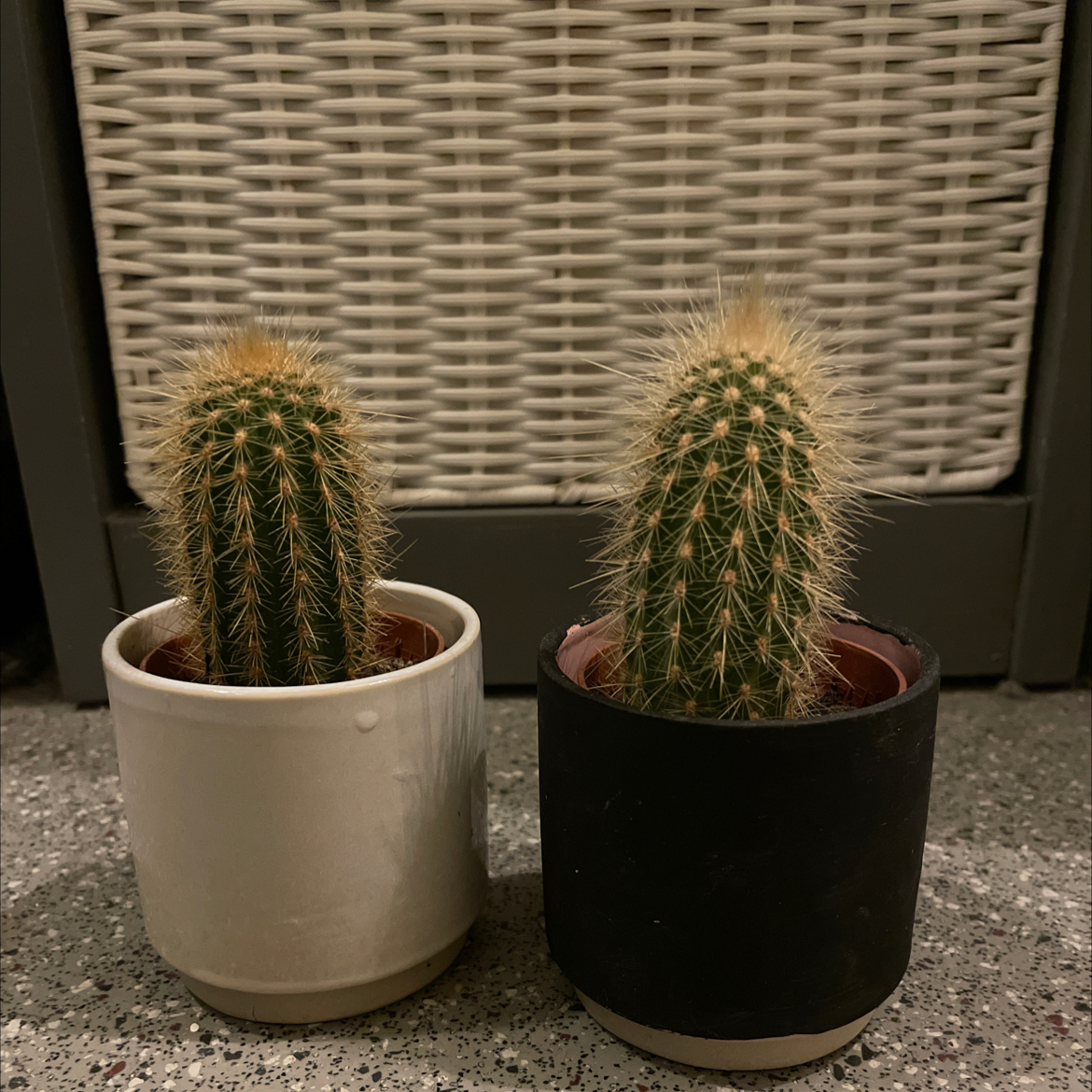 Two potted Cephalocereus polylophus cacti on a speckled surface with a wicker background.