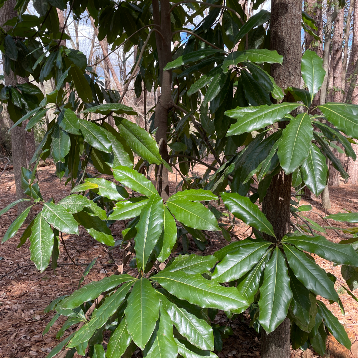 Southern Magnolia plant with large, glossy green leaves in an outdoor setting.