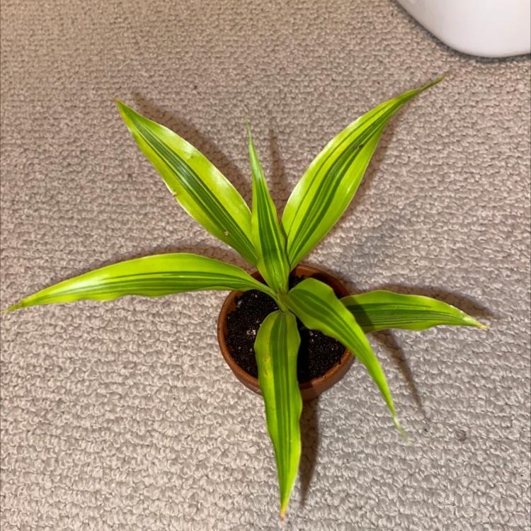 Lemon Surprise Snake Plant in a small pot on a carpeted surface.
