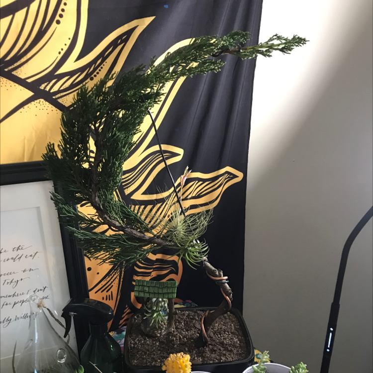 Potted American Juniper plant with a curved growth pattern, healthy foliage, and visible soil.