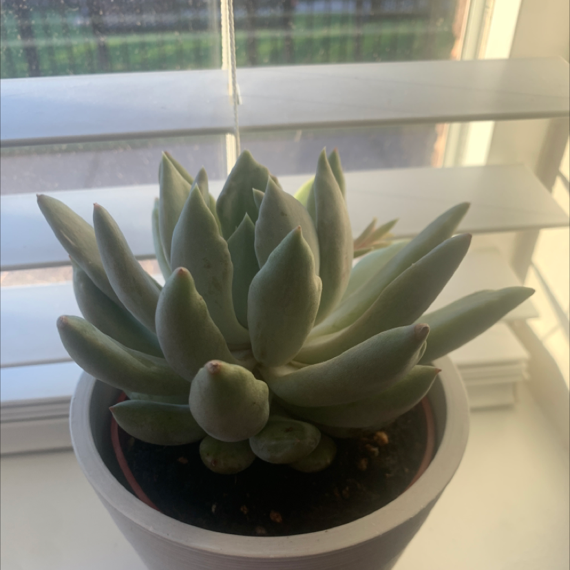 Pachyphytum hookeri succulent in a pot near a window, healthy with plump leaves.